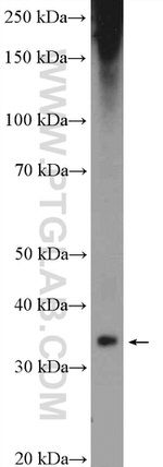 Aquaporin 4 Antibody in Western Blot (WB)