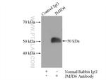 JMJD6 Antibody in Immunoprecipitation (IP)