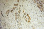 EDC3 Antibody in Immunohistochemistry (Paraffin) (IHC (P))