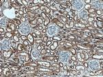 EDC3 Antibody in Immunohistochemistry (Paraffin) (IHC (P))