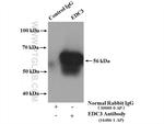 EDC3 Antibody in Immunoprecipitation (IP)