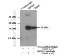 RPS12 Antibody in Immunoprecipitation (IP)