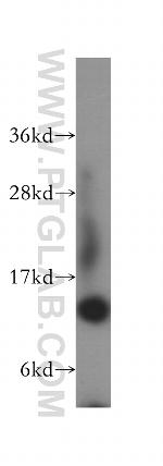 RPL31 Antibody in Western Blot (WB)