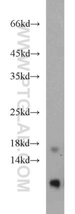 RPL31 Antibody in Western Blot (WB)