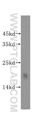 MCEE Antibody in Western Blot (WB)