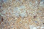 FBXL8 Antibody in Immunohistochemistry (Paraffin) (IHC (P))