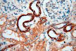 FBXL8 Antibody in Immunohistochemistry (Paraffin) (IHC (P))