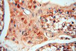 FBXL8 Antibody in Immunohistochemistry (Paraffin) (IHC (P))