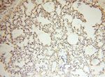 FBXL8 Antibody in Immunohistochemistry (Paraffin) (IHC (P))