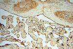 FBXL8 Antibody in Immunohistochemistry (Paraffin) (IHC (P))