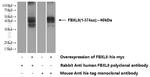 FBXL8 Antibody in Western Blot (WB)