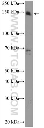 SUPT5H Antibody in Western Blot (WB)