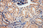 NGDN Antibody in Immunohistochemistry (Paraffin) (IHC (P))
