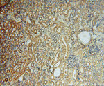 METTL6 Antibody in Immunohistochemistry (Paraffin) (IHC (P))