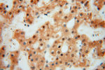 METTL6 Antibody in Immunohistochemistry (Paraffin) (IHC (P))