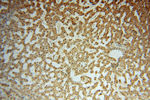 METTL6 Antibody in Immunohistochemistry (Paraffin) (IHC (P))