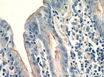 CCKAR Antibody in Immunohistochemistry (Paraffin) (IHC (P))