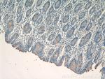 CCKAR Antibody in Immunohistochemistry (Paraffin) (IHC (P))