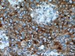 SMPDL3B Antibody in Immunohistochemistry (Paraffin) (IHC (P))