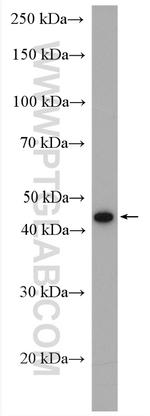 Napsin A Antibody in Western Blot (WB)