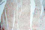 PITPNA Antibody in Immunohistochemistry (Paraffin) (IHC (P))