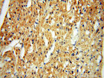 PITPNA Antibody in Immunohistochemistry (Paraffin) (IHC (P))