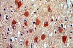 HDDC2 Antibody in Immunohistochemistry (Paraffin) (IHC (P))