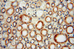 OCIAD1 Antibody in Immunohistochemistry (Paraffin) (IHC (P))