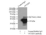 OCIAD1 Antibody in Immunoprecipitation (IP)