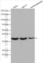 OCIAD1 Antibody in Western Blot (WB)