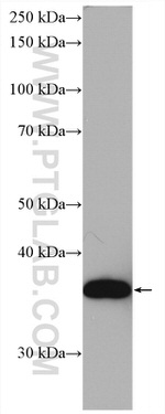 OCIAD1 Antibody in Western Blot (WB)