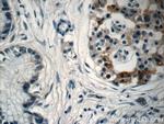 EPLIN Antibody in Immunohistochemistry (Paraffin) (IHC (P))