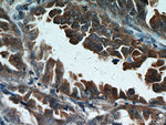 STAT2 Antibody in Immunohistochemistry (Paraffin) (IHC (P))