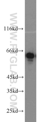 CKAP4 Antibody in Western Blot (WB)