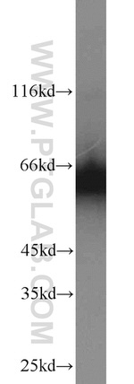 CKAP4 Antibody in Western Blot (WB)