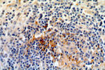 CA13 Antibody in Immunohistochemistry (Paraffin) (IHC (P))