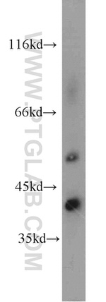 NKD2 Antibody in Western Blot (WB)