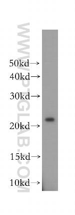 OBFC2A Antibody in Western Blot (WB)