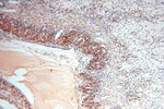 GCSH Antibody in Immunohistochemistry (Paraffin) (IHC (P))