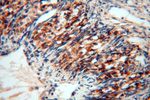 GCSH Antibody in Immunohistochemistry (Paraffin) (IHC (P))