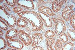 GCSH Antibody in Immunohistochemistry (Paraffin) (IHC (P))