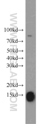 GCSH Antibody in Western Blot (WB)