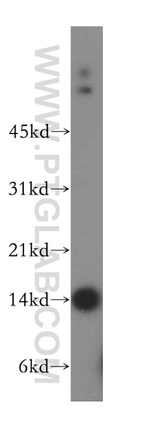 GCSH Antibody in Western Blot (WB)