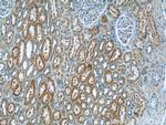 N4BP3 Antibody in Immunohistochemistry (Paraffin) (IHC (P))