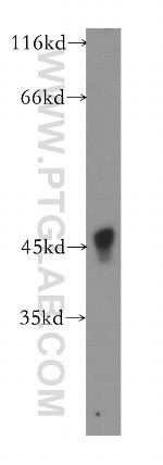 ACAD8 Antibody in Western Blot (WB)