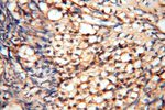 HSD17B8 Antibody in Immunohistochemistry (Paraffin) (IHC (P))