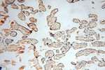 HSD17B8 Antibody in Immunohistochemistry (Paraffin) (IHC (P))