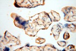 HSD17B8 Antibody in Immunohistochemistry (Paraffin) (IHC (P))