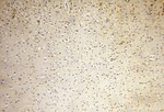 HSD17B8 Antibody in Immunohistochemistry (Paraffin) (IHC (P))