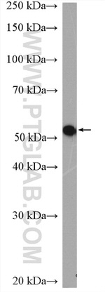 RCC2 Antibody in Western Blot (WB)